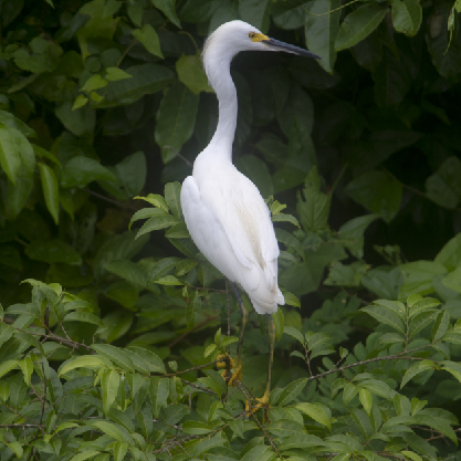 Ese Eja Experience 4D/3N