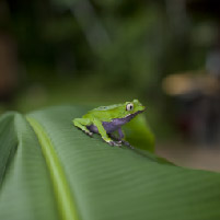 Amazon Adventure 2D/1N